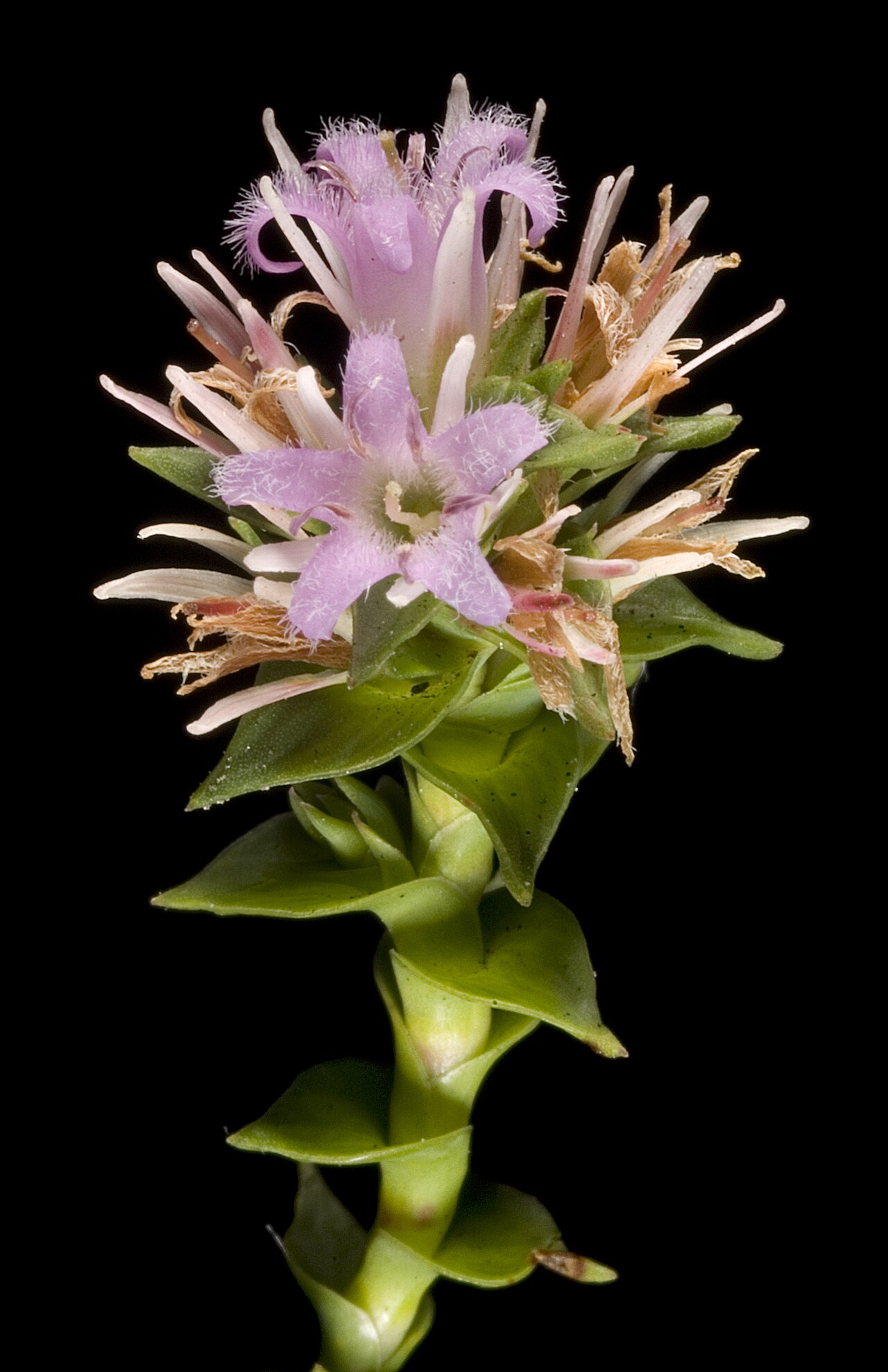 Andersonia sprengelioides: KRT3432