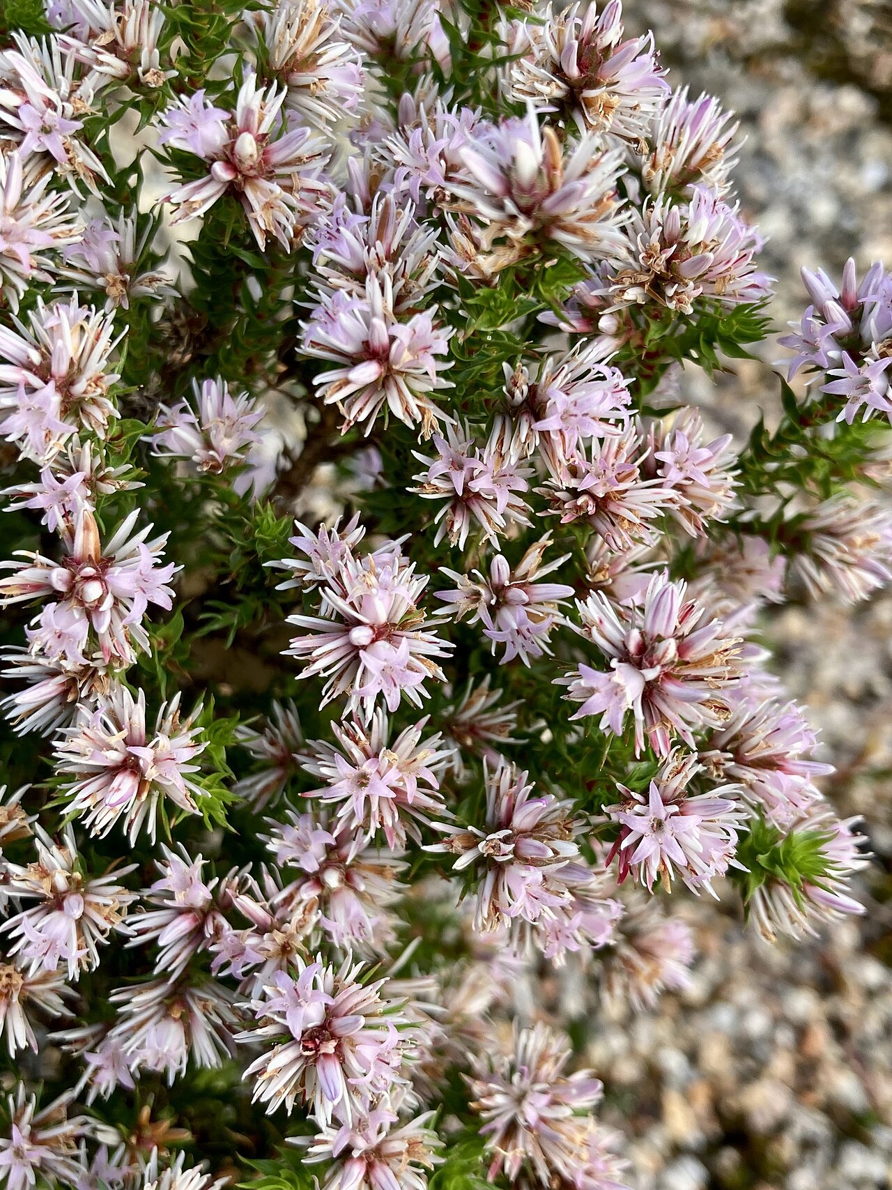 Andersonia sprengelioides: Andersonia sprengelioides in Australia