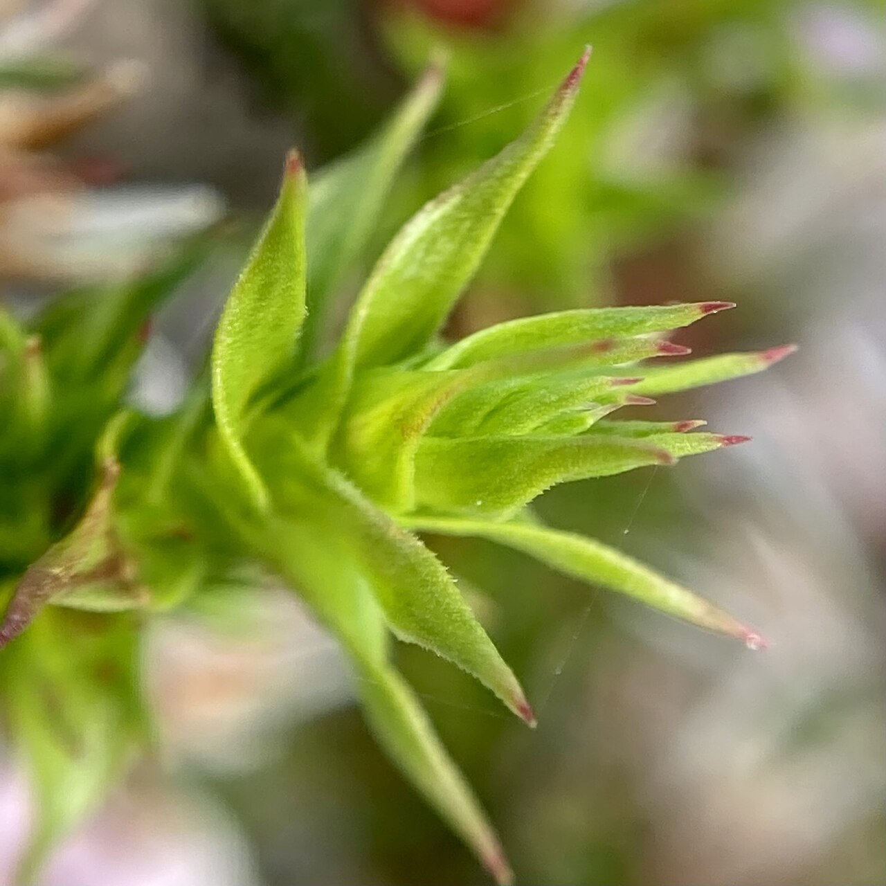 Andersonia sprengelioides: Andersonia sprengelioides in Australia