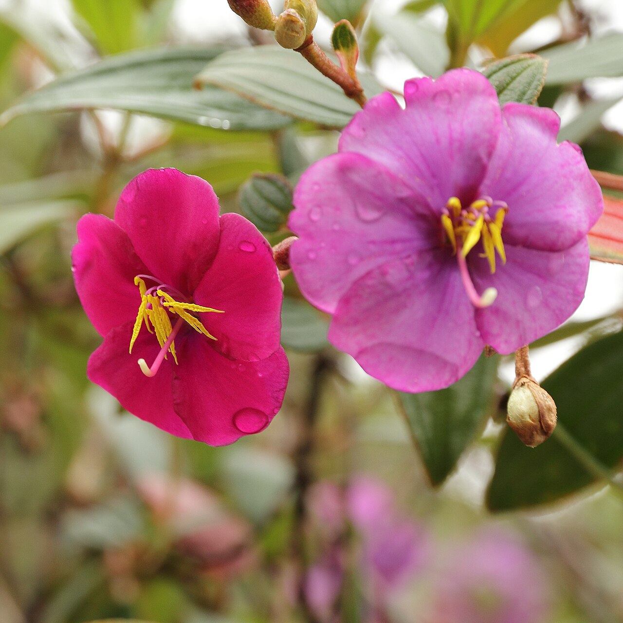 Andesanthus lepidotus: Tibouchina lepidota identifierad med hjälp av skylt i Quitos botaniska trädgård.
