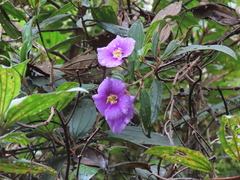 Andesanthus lepidotus (Andesanthus lepidotus)