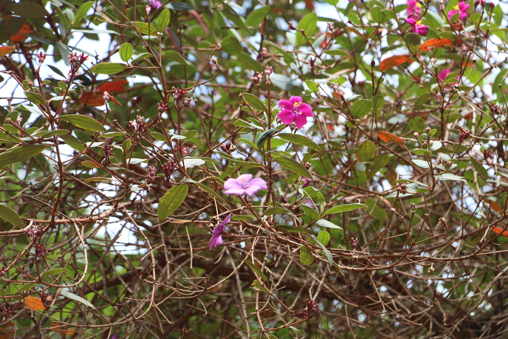 Andesanthus lepidotus (Andesanthus lepidotus)