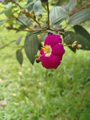 Andesanthus lepidotus (Andesanthus lepidotus)