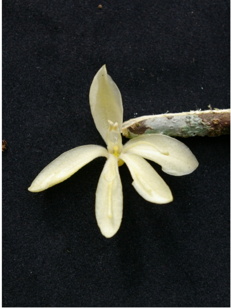 Andreadoxa flava: Extracted from Fig 1. Photos of some species used in this study. C. Flower of Andreadoxa flava. https://doi.org/10.1371/journal.pone.0125650.g001