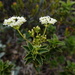 Andriana marojejyensis (Andriana marojejyensis)