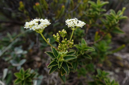Andriana marojejyensis (Andriana marojejyensis)