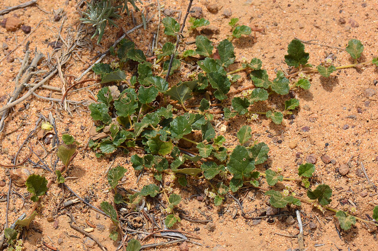 Androcalva aphrix: This plant is found in arid areas bounded by Kalgoorlie to S of Lake Moore and N of Esperance. florabase.dpaw.wa.gov.au/browse/profile/40903 "Androcalva is a ge