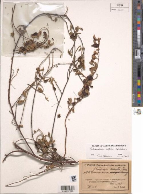 Androcalva aphrix: Androcalva aphrix (NSW632398) collected by E. Pritz. in November, 1911, on sand in the open