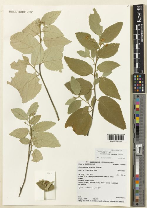 Androcalva argentea: Androcalva argentea (isotype K001096580) collected by Gordon P. Guymer on 1981-11-16 0.3km E of Cadarga intersection road to Allies Creek. Burnett District