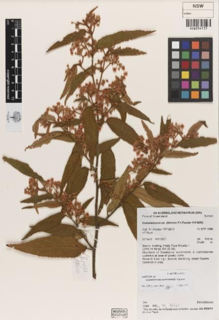 Androcalva beeronensis: Androcalva beeronensis