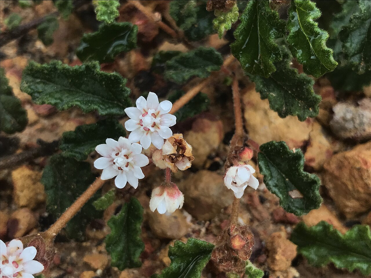 Androcalva bivillosa: Androcalva bivillosa