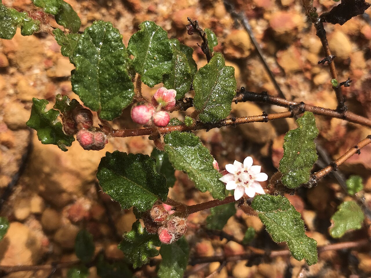Androcalva bivillosa: Androcalva bivillosa
