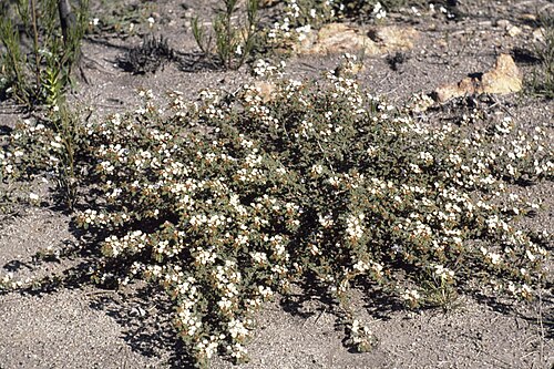 Androcalva crispa: Habit of Androcalva crispa near Mount Heyward, Western Australia