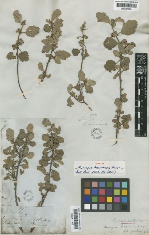 Androcalva cuneata: Androcalva cuneata (Isotype K000671954) collected on the Swan Rver by James Drummond