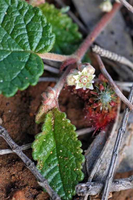 Androcalva fragifolia: Malvaceae: Androcalva fragifolia Formerly: Sterculiaceae: Commersonia sp Bindoon Flower 3 mm This is quite a special plant as it is recently discovered and only