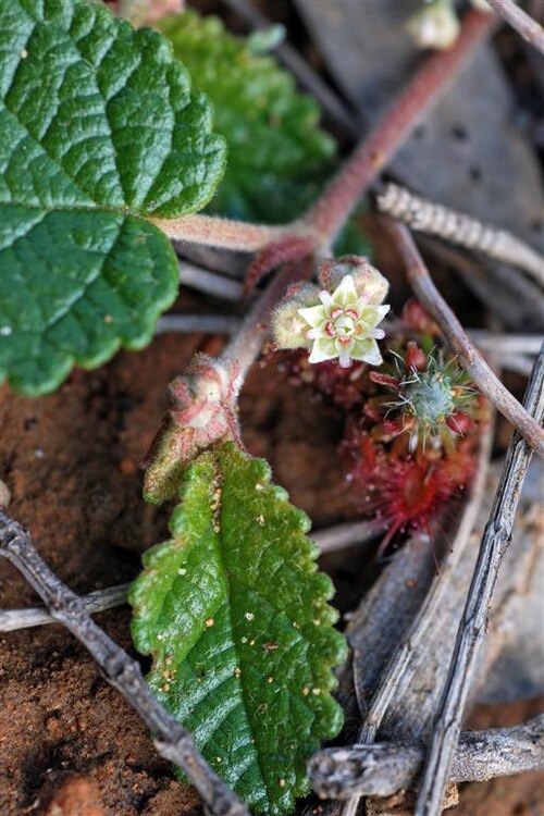 Androcalva fragifolia: Malvaceae: Androcalva fragifolia Formerly: Sterculiaceae: Commersonia sp Bindoon Flower 3 mm This is quite a special plant as it is recently discovered and only