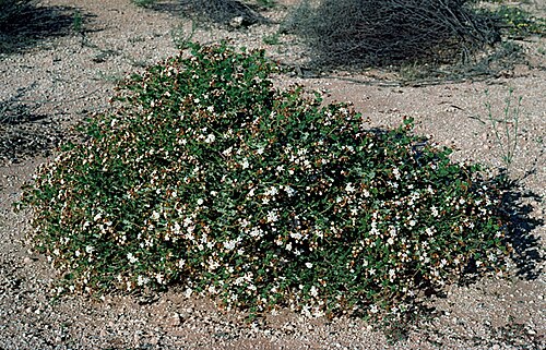 Androcalva gaudichaudii: Androcalva gaudichaudii 30 km S of the Nanga turn-off, on Denham Rd, Western Australia