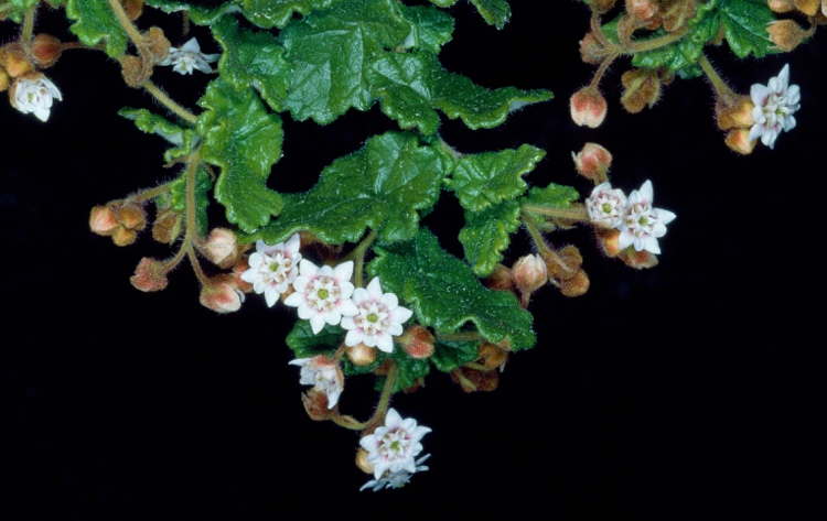 Androcalva gaudichaudii: Androcalva gaudichaudii in the Australian National Botanic Gardens
