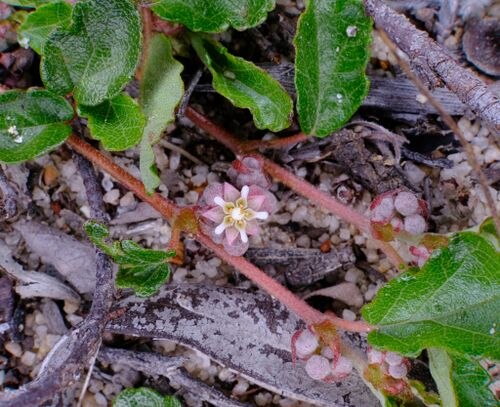 Androcalva incilis: Androcalva incilis at