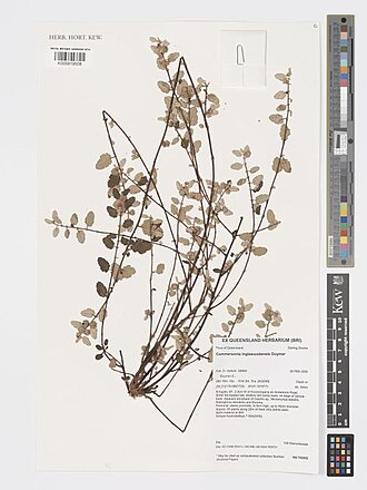 Androcalva inglewoodensis: Androcalva inglewoodensis