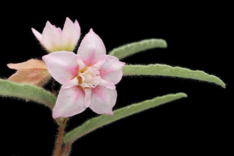 Androcalva johnsonii: Androcalva johnsonii in the Australian National Botanic Gardens