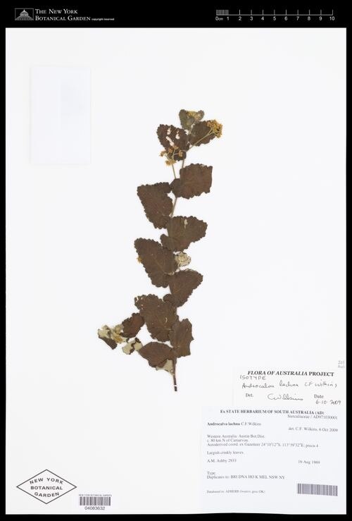 Androcalva lachna: Androcalva lachna