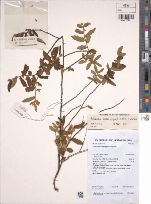 Androcalva leiperi: Androcalva leiperi