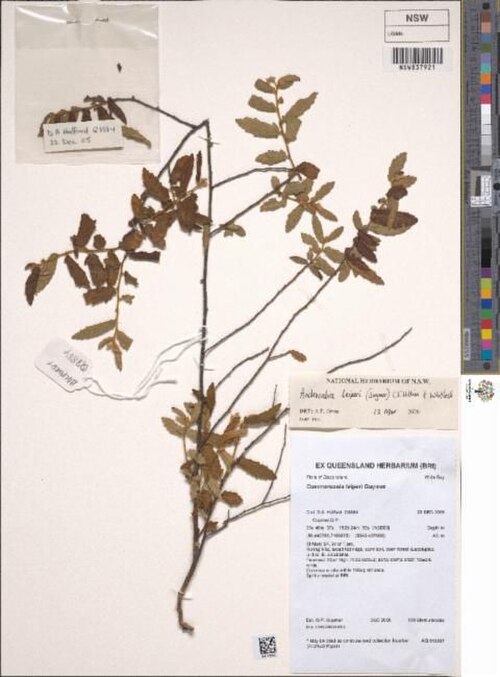 Androcalva leiperi: Androcalva leiperi