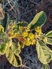 Androcalva loxophylla (Androcalva loxophylla)