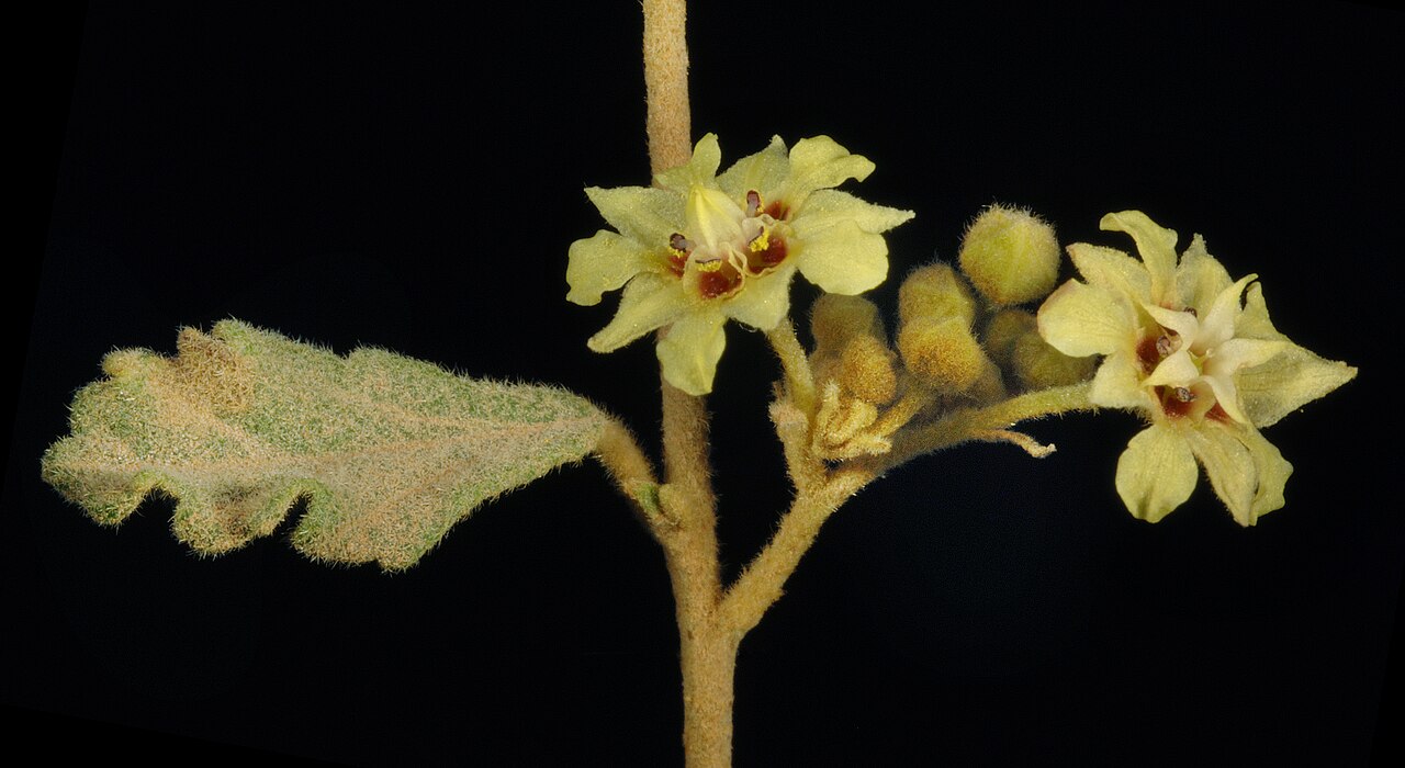 Yellow flowered Rulingia: KRT3591