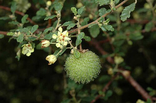 Yellow flowered Rulingia: Fruit of Androcalva luteiflora in the Australian National Botanic Gardens