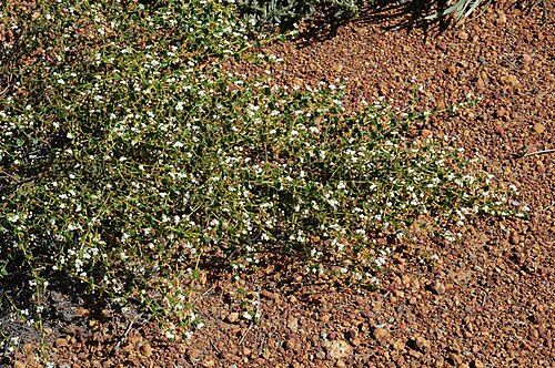 Yellow flowered Rulingia: Androcalva luteiflora near the North West Coastal Highway, about 69 km north of Binnu