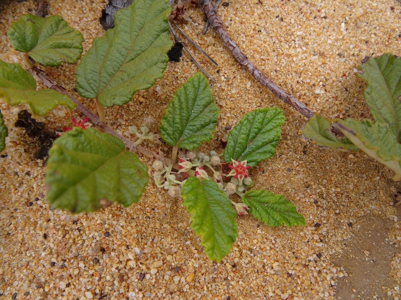 Androcalva melanopetala: Androcalva melanopetala in Plumridge Lakes Nature Reserve
