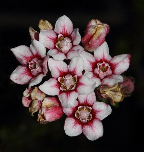 Androcalva microphylla: Androcalva microphylla observed at