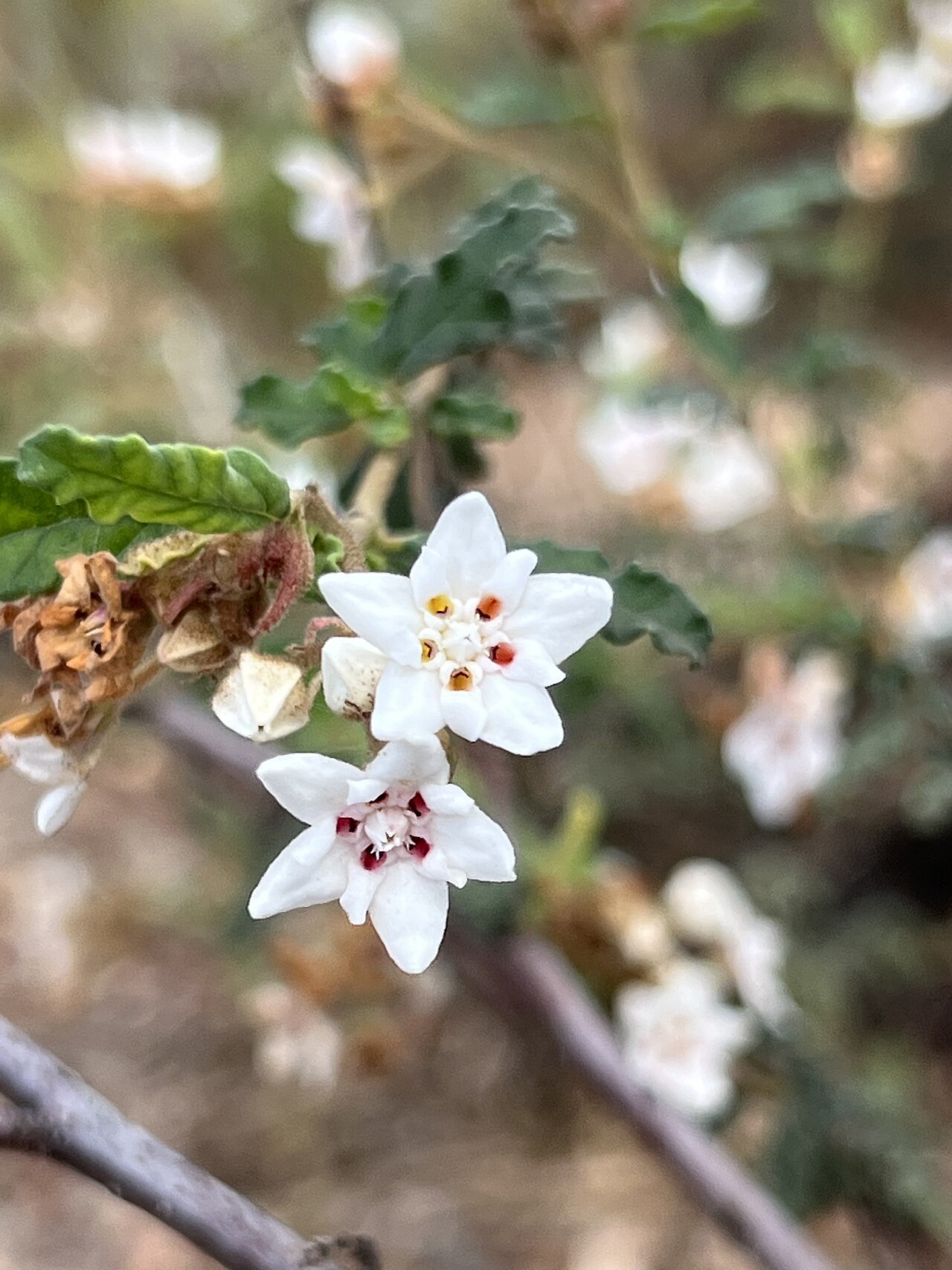 Androcalva multiloba: Androcalva multiloba cultivated plant growing in South Australia