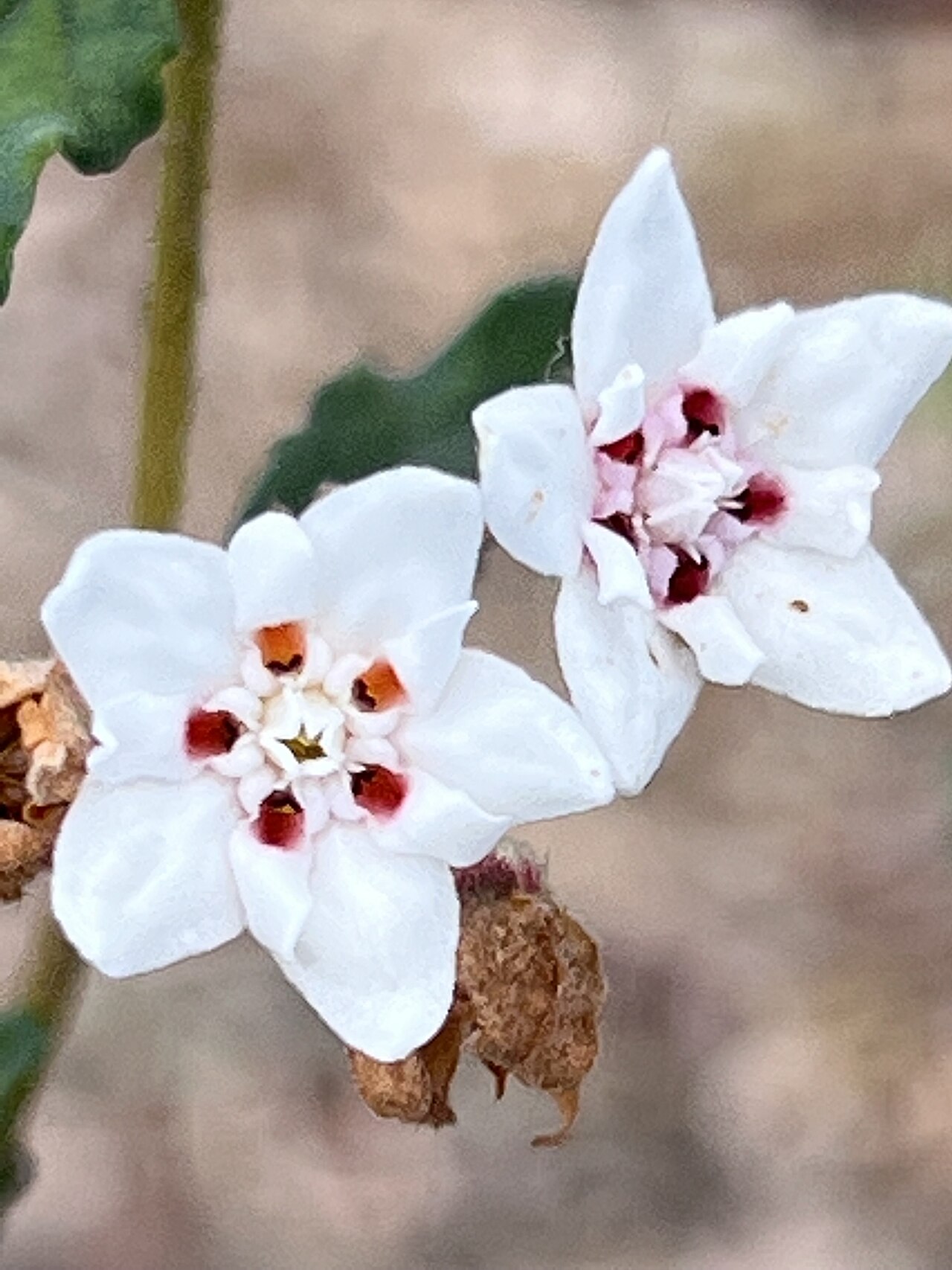 Androcalva multiloba: Androcalva multiloba cultivated plant growing in South Australia