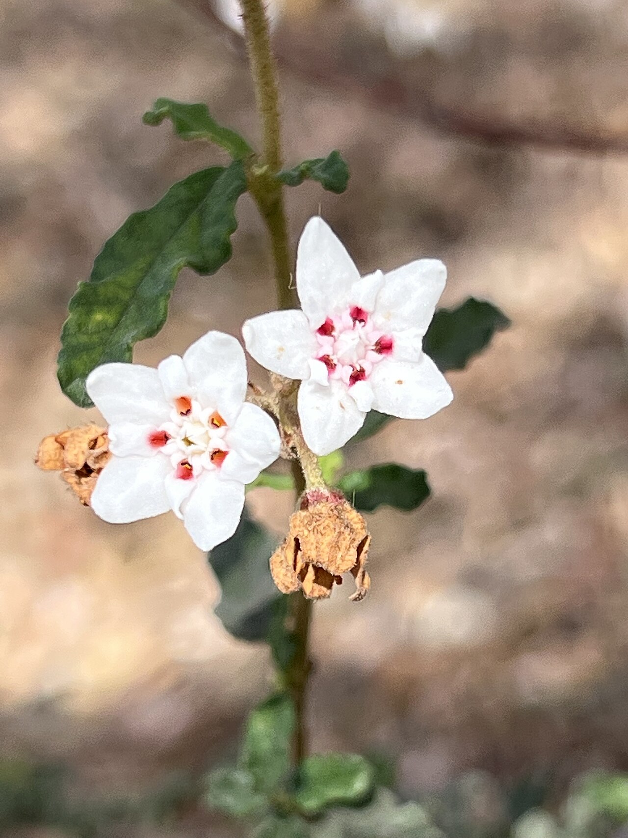 Androcalva multiloba: Androcalva multiloba cultivated plant growing in South Australia