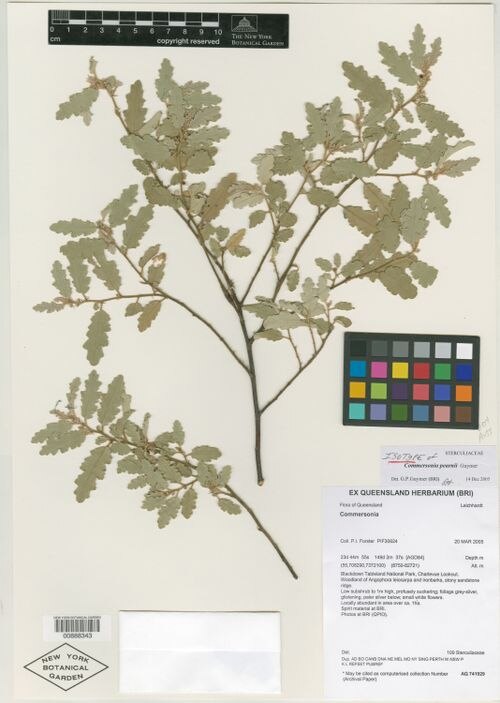 Androcalva pearnii: Androcalva pearnii