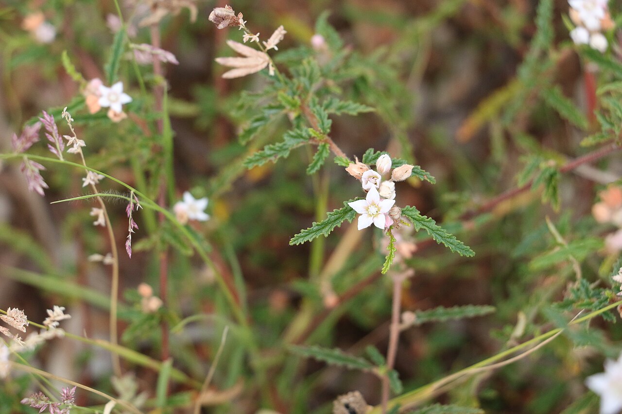 Androcalva pedleyi: Androcalva pedleyi in Gurulmundi State Forest, near Gurulmundi, Queensland