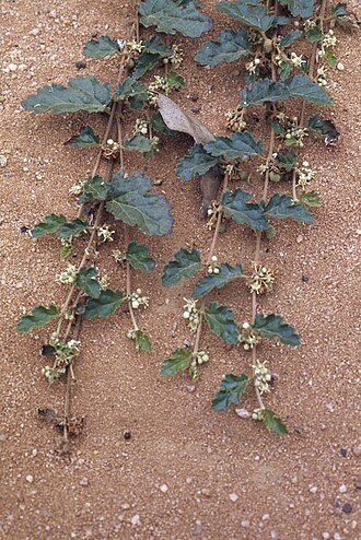 Androcalva procumbens: Androcalva procumbens near Gilgandra