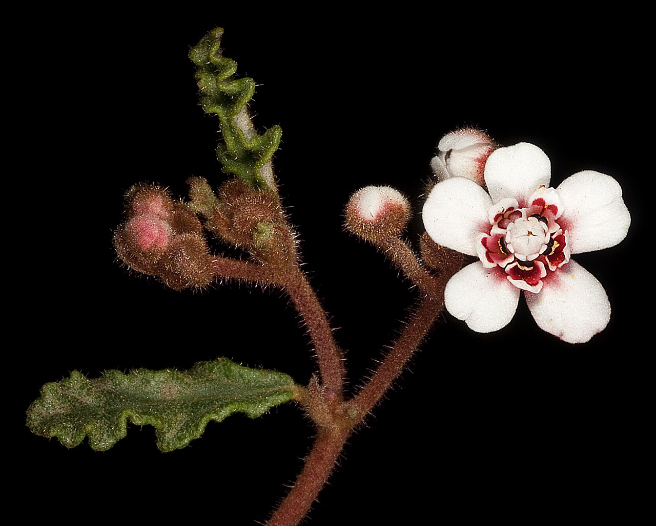 Androcalva pulchella: KRT4198