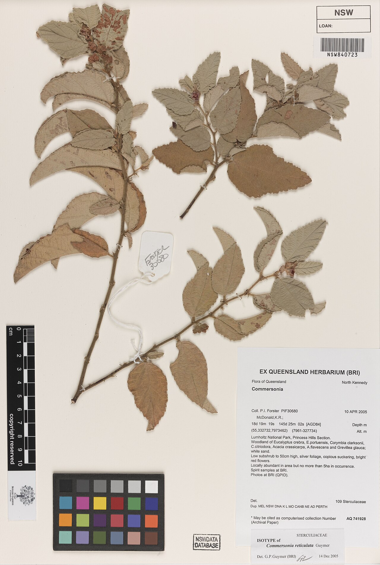 Androcalva reticulata: Androcalva reticulata