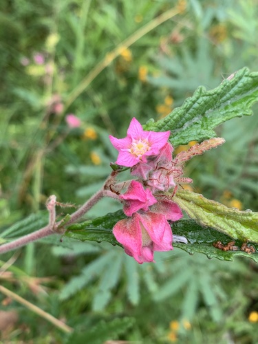 Androcalva rosea (Androcalva rosea)