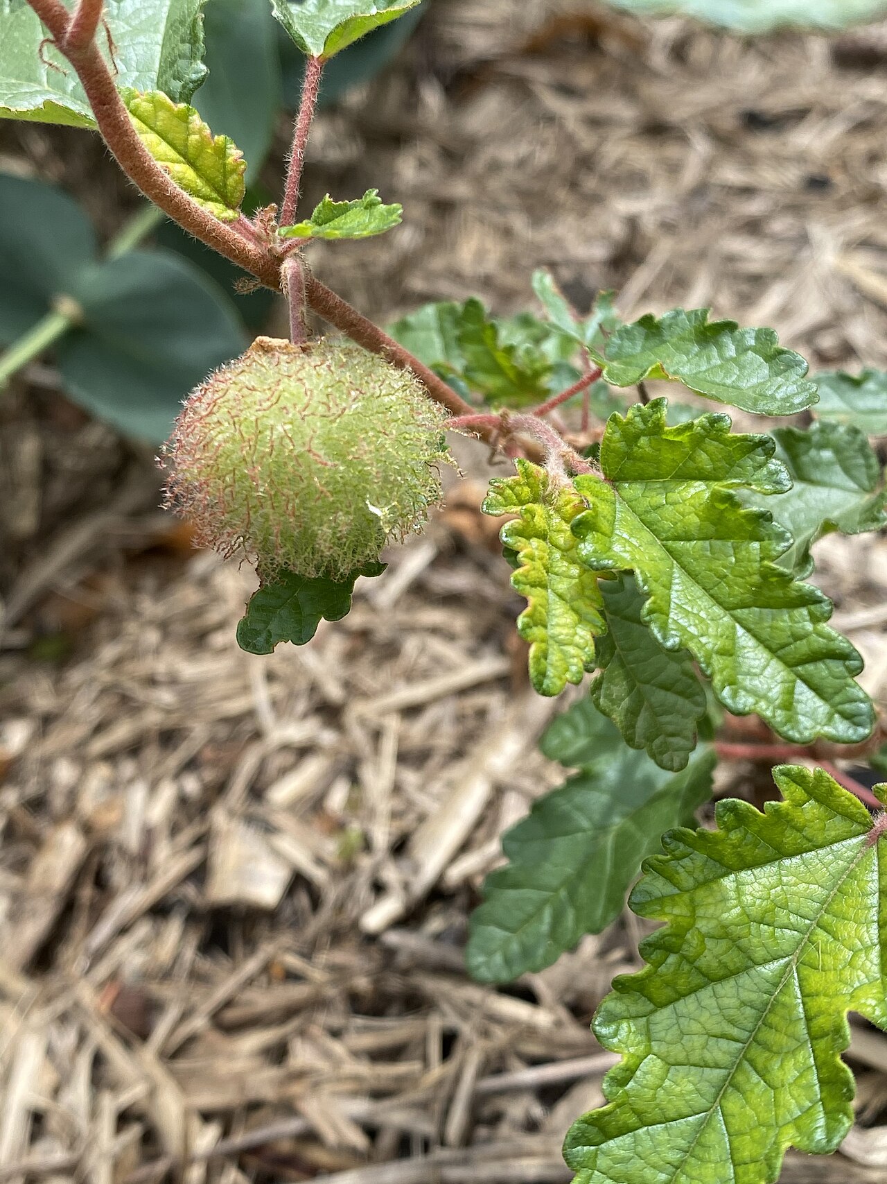 Androcalva rosea: Androcalva rosea fruit & foliage