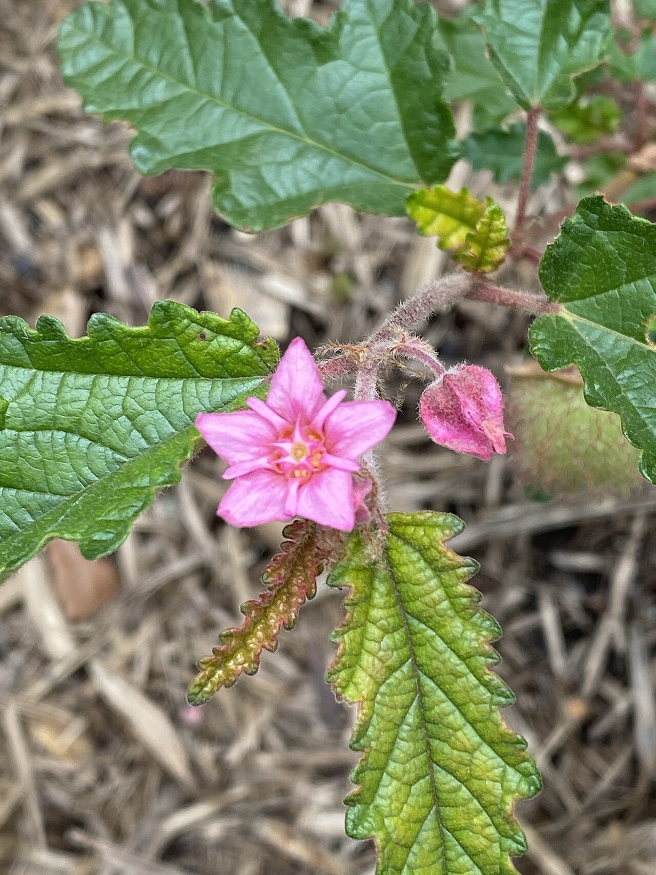 Androcalva rosea: Androcalva rosea flowers and foliage