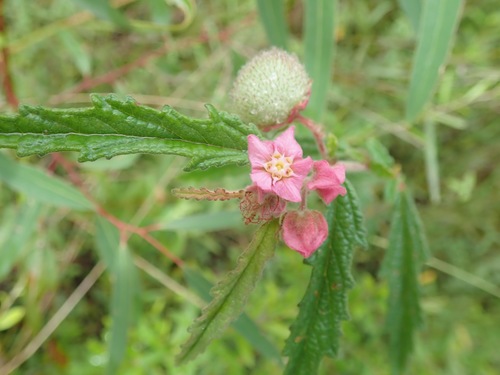 Androcalva rosea (Androcalva rosea)