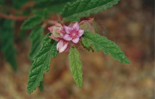 Androcalva rosea (Androcalva rosea)