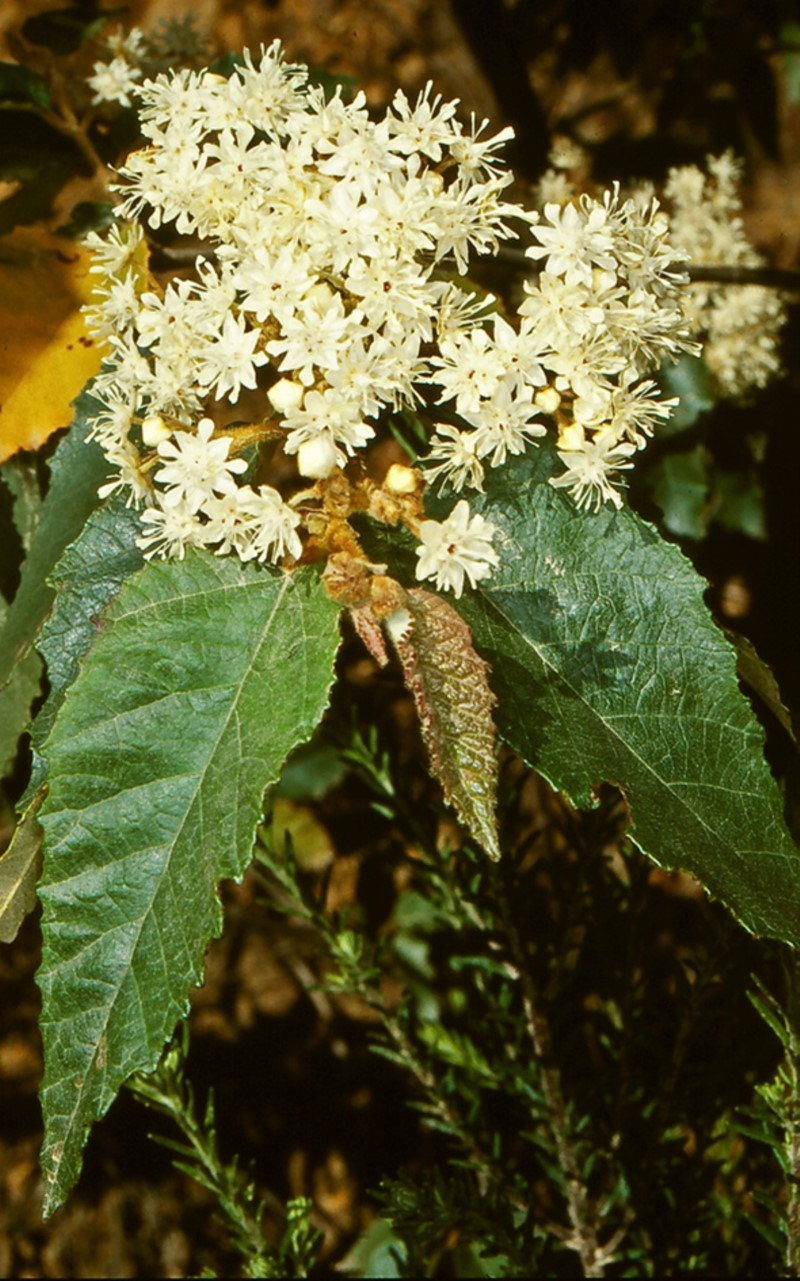 Androcalva rossii: Androcalva rossii in Mimosa Rocks National Park