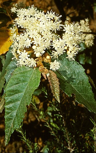 Androcalva rossii: Androcalva rossii in Mimosa Rocks National Park