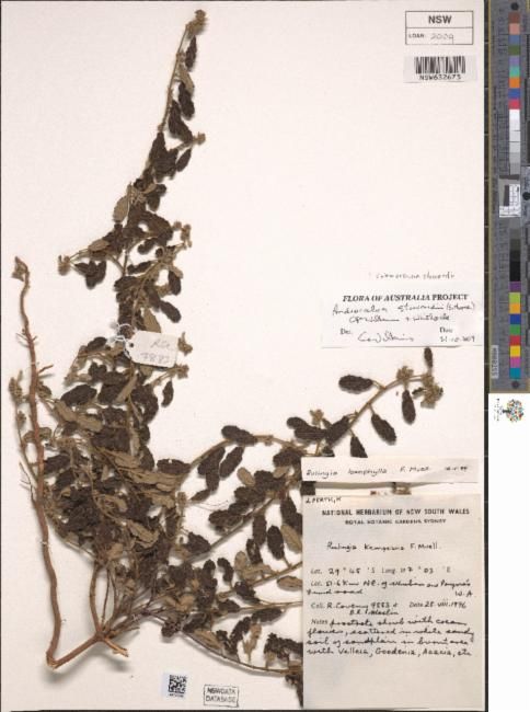 Androcalva stowardii: Androcalva stowardii (specimen NSW632673) found scattered in white sandy soil of sandplain in burnt area with Velleia, Goodenia, Acacia, etc.